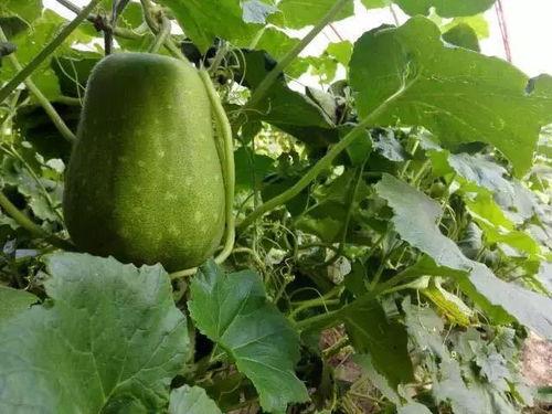 吃瓜黑料精品一区 热门大瓜有哪些,热门大瓜盘点